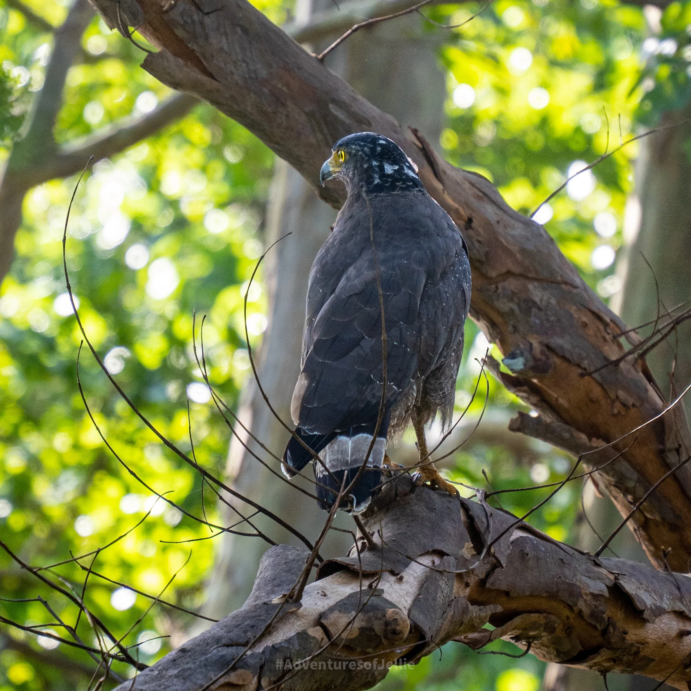 Kaudulla National Park