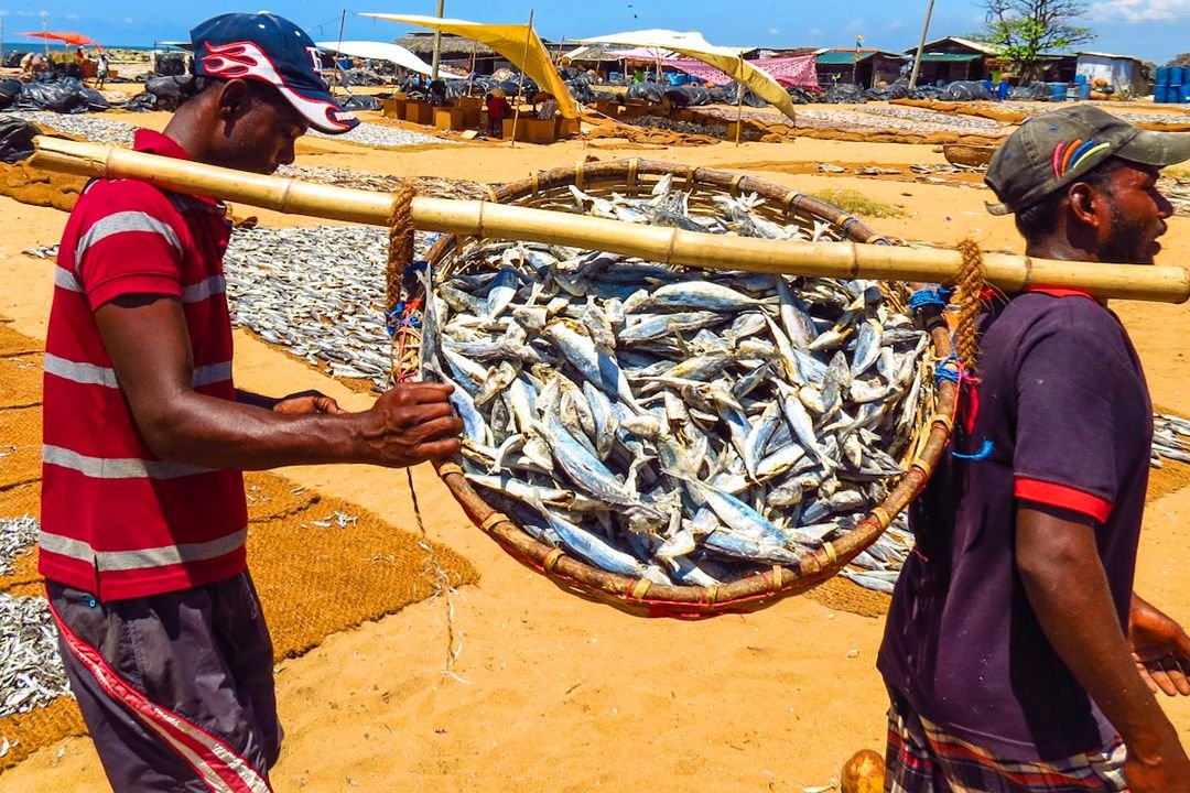 Negombo dry fish