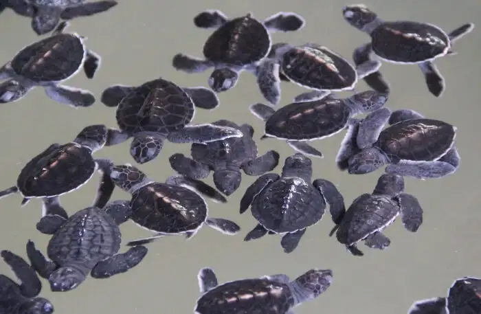 beruwala Kosgoda Turtle Hatchery
