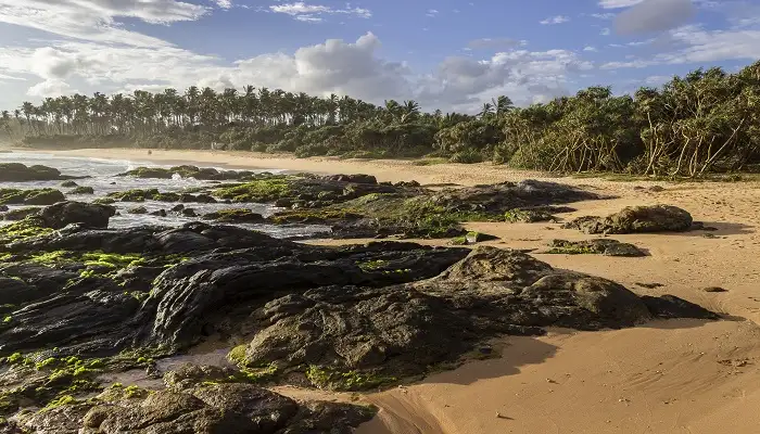 rekawa turtle Tips For Visiting Rekawa Beach Sri Lanka
