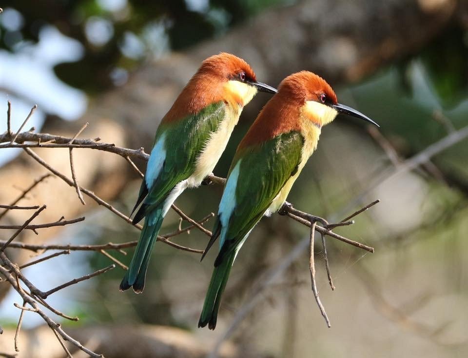 yala bee eater