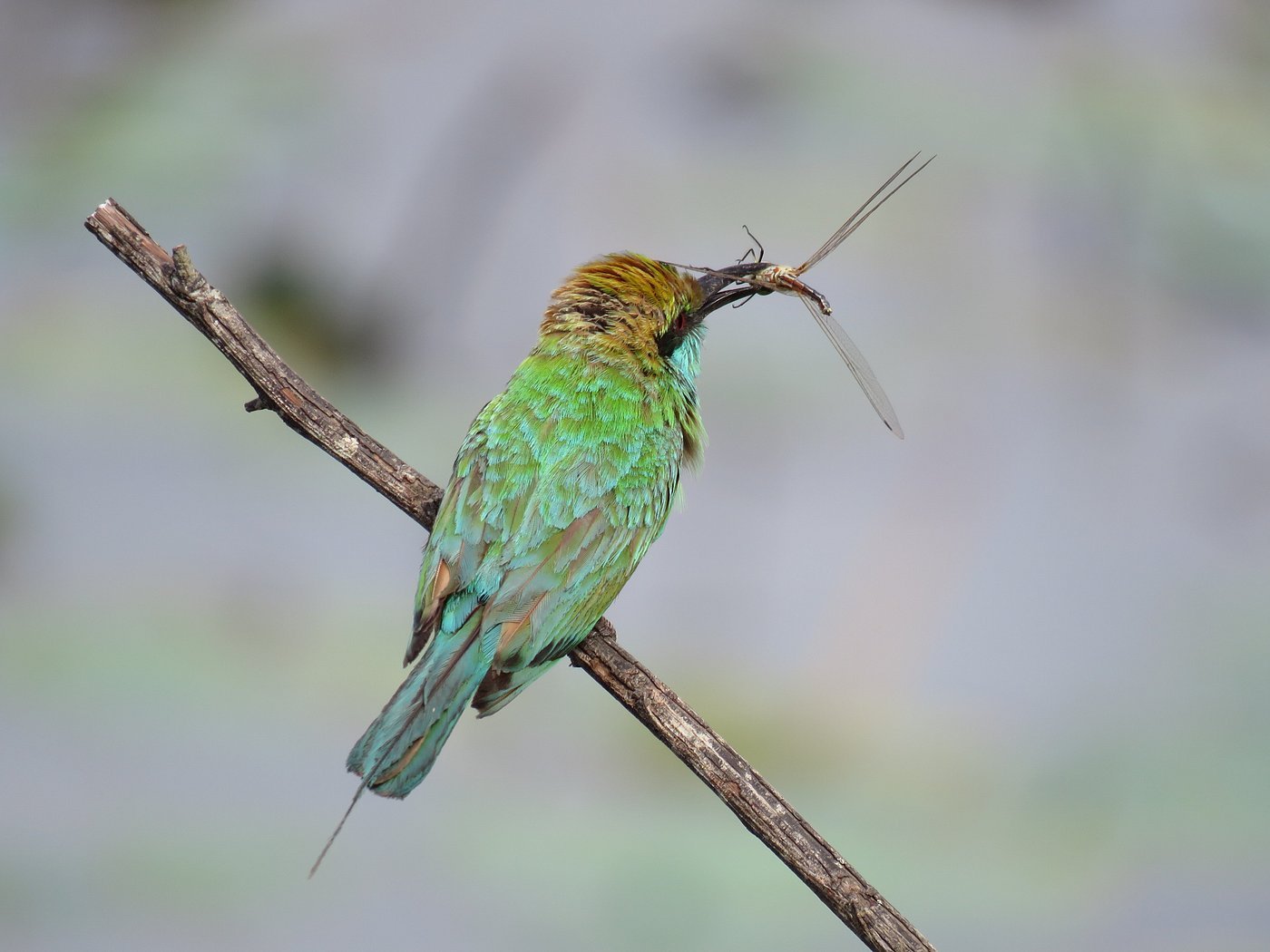 yala green bee eater